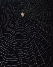 Spider (Eriophora fuliginea) in web