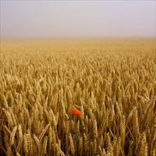 Poppy flower in wheat field