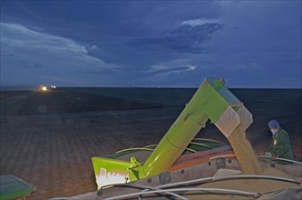 Late Afternoon Mechanized Soybean Harvest near Luis Eduardo Magalhaes