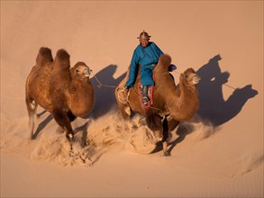 Galloping camels. Khongor sand dunes. Umnugobi province
