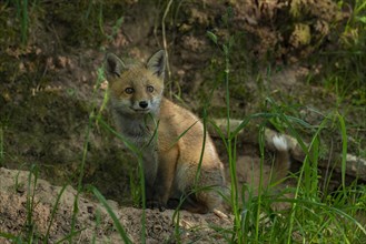 Red fox (Vulpes vulpes)
