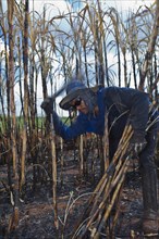 Man harvesting burnt sugarcane