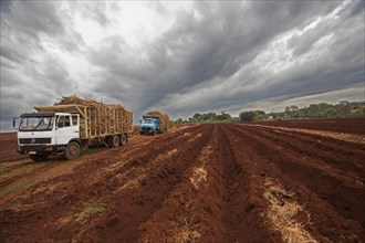 Trucks loaded with sugar cane ready for plantation