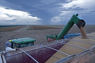 Late Afternoon Mechanized Soybean Harvest near Luis Eduardo Magalhaes