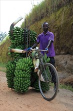 Local transports bananas on bicycle