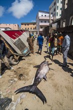 Dead swordfish in the old town of Mogadishu