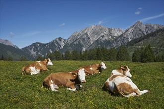 Happy cows on the pasture