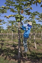 Worker Picks Papayas on a Plantation