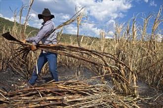 Man with regulation outfit for Manual harvest of burnt sugarcane