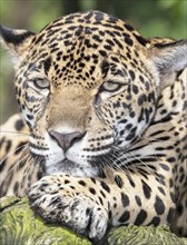 Jaguar (Panthera onca )