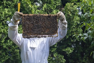 Beekeeper controls his honey bees