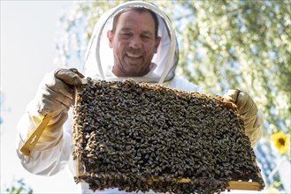 Beekeeper controls his honey bees