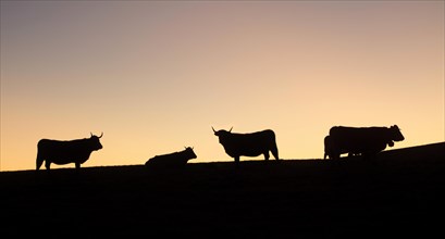 Aubrac cattle against the light at sunset