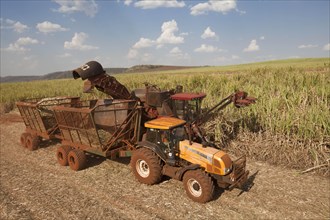 Mechanized harvest of Sugarcane