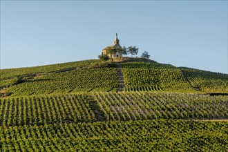 Chapel of the Madonna on the Beaujolais vineyard