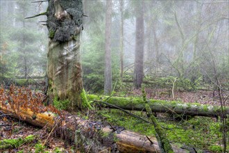 Fallen trees