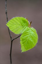 Leaf of a beech (Fagus sylvatica) sprouts from a bud