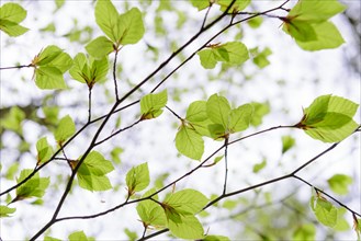 Fresh leaves of a beech tree (Fagus sylvatica) emerges from the bud in spring