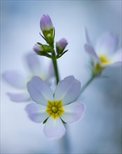 Flower of one (Hottonia palustris)