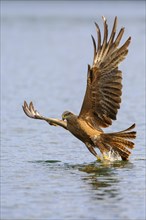 Flying (Milvus migrans) catches a fish from the surface of a lake