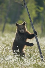 Brown bear (Ursus arctos ) stands on a tree