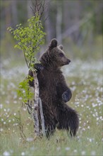 Young (Ursus arctos) playing upright