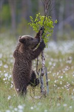 Young (Ursus arctos) playing upright