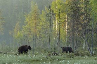 Two (Ursus arctos ) in a bog