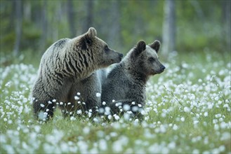 Brown bears (Ursus arctos ) in a bog with fruiting cotton grass on the edge of a boreal coniferous forest