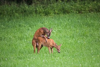 European roe deer (Capreolus capreolus ) buck shoots doe during leaf season