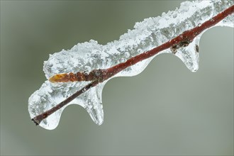 Bud enclosed in a layer of ice