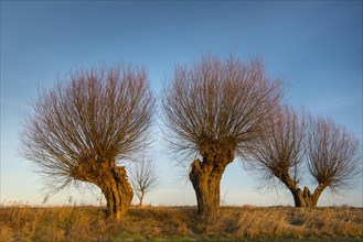 Silhouettes of pollarded willows against a blue sky On the edge of the field