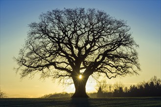 Silhouette of a bald mighty Oak (Quercus) at sunrise