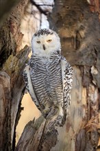 Snowy owl (Nyctea scandiaca)