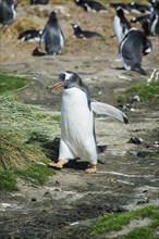 Gentoo penguin (Pygoscelis papua) carrying nesting material