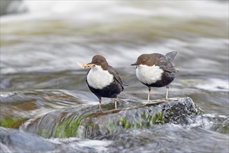 White-breasted dippers (Cinclus cinclus )