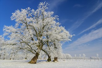 Oaks (Quercus ) with hoar frost in winter