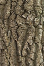 Structure of the bark of an oak (Quercus)