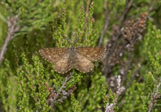 Male common heath (Ematurga atomaria) on heather