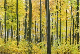 Autumnally colored beeches (Fagus sylvatica) in the forest in the first snow