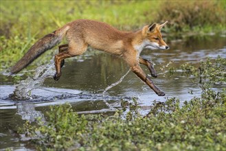 Young (Vulpes vulpes) jumps over a water body