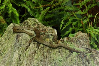 Dice Snake (Natrix tessellata) sunbathing on an old tree stump