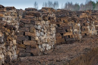 Piled up peat sods in a bog in winter