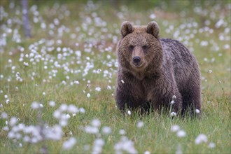 Brown bear (Ursus arctos) in a bog with fruiting cotton grass