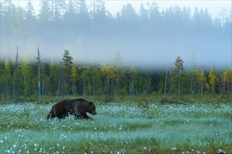 Brown bear (Ursus arctos ) in a bog with fruiting cotton grass on the edge of a boreal coniferous forest