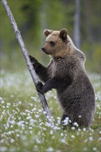 Brown bear (Ursus arctos ) standing upright in a bog with fruiting cotton grass