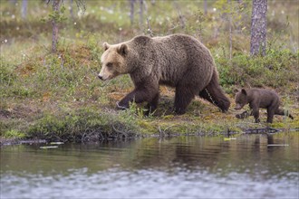 Brown bearin (Ursus arctos ) with young animal on the shore of a lake at the edge of a boreal coniferous forest
