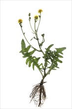 Odorous pig-salad (Aposeris foetida) on white background