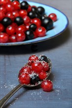 Sweetened red and black currants on spoon