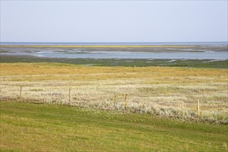 Salt marshes in the Wadden Sea National Park